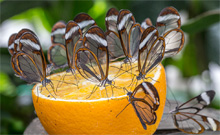 Butterfly World